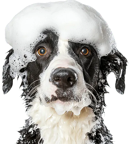 dog gone fancy