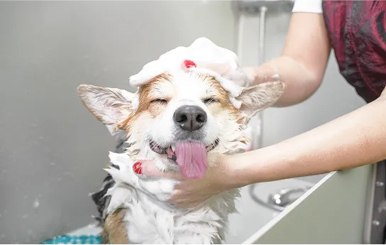 Bath & Tidy