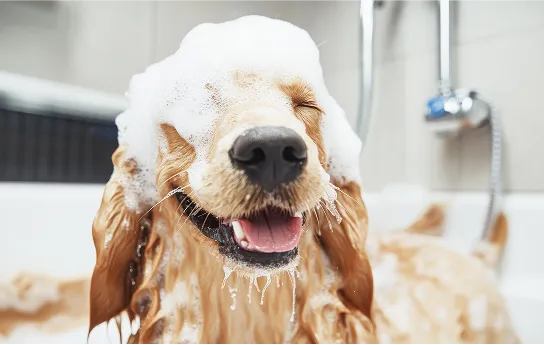 Luxury Bath